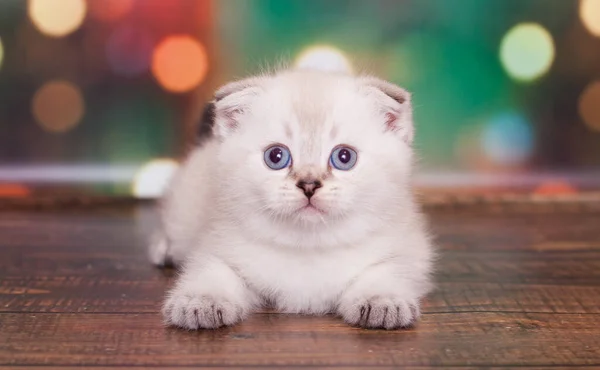 Escocês Dobra Gatinho Fundo Natal — Fotografia de Stock