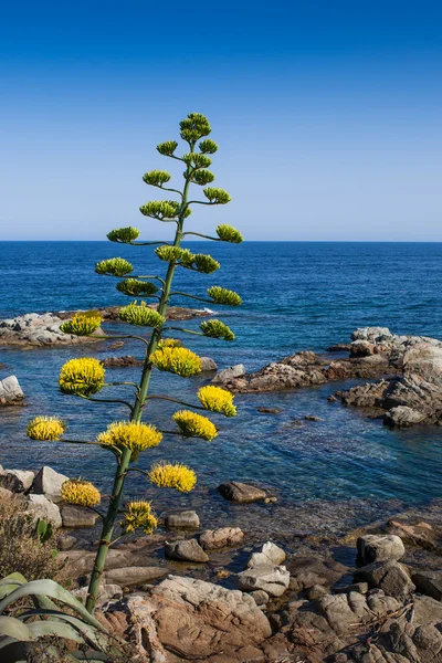 Mediterrane agave — Stockfoto