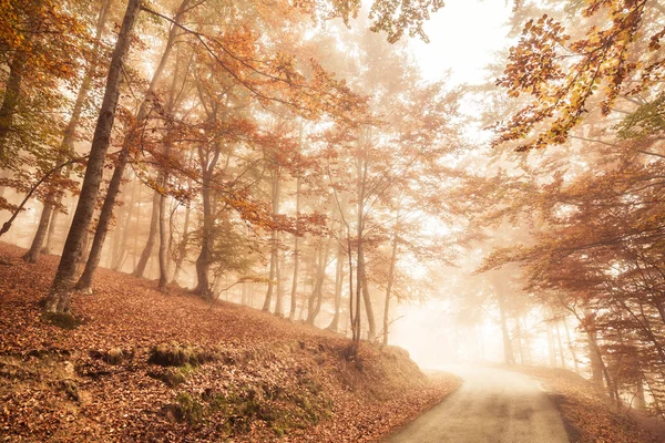 Faggio d'autunno — Foto Stock