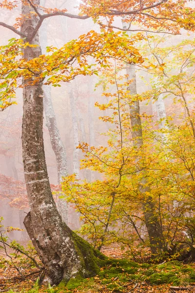 Faggio d'autunno — Foto Stock