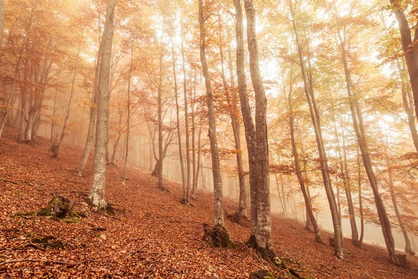 Faggio d'autunno — Foto Stock