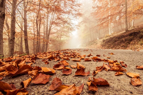 Faggio d'autunno — Foto Stock