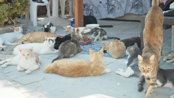 Sok színes bolyhos macska napozik a szabadban — Stock Fotó