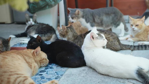 Hauskatzen schlafen und wärmen in der Sonne — Stockfoto