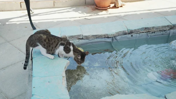 Коричневая кошка с белыми ногами пьет воду из бассейна и смотрит в камеру. Кошка пьет воду. — стоковое фото