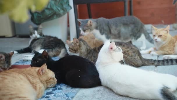 Gatos domésticos durmiendo y calentándose en sol — Vídeos de Stock