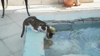 Beyaz ayaklı, havuzdan su içen ve kameraya bakan kahverengi bir kedi. Kedi su içen kahverengi kedi.