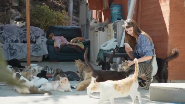 Kobieta za pomocą telefonu komórkowego do robienia zdjęć wielu kotów — Wideo stockowe