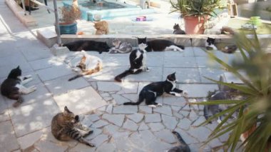 Güneşin üzerinde dinlenen çeşitli renklerdeki güzel kediler.