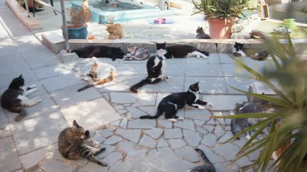 Ładne koty różnych kolorów spoczywających na zewnątrz na słońcu — Wideo stockowe