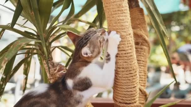 Playful cat scratching and sharpening claws on palm tree — Stock Video