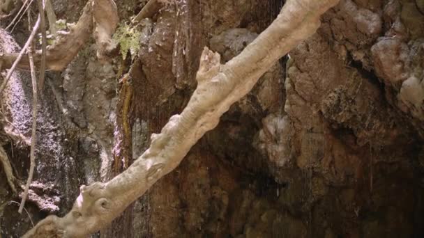 Водопад в тропическом лесу. Известный мифологический объект - Ванны Афродиты красивый бассейн в естественной пещере в окружении фигового дерева в Ботаническом саду на полуострове Акамас. Кипр — стоковое видео
