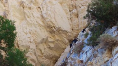 Loven-toynaklı memeli. Hayvanın Latince adı kelimenin tam anlamıyla kaya keçisi demek. Kayalık bölgelerde yaşar, etraflarında dolaşmaya uyum sağlar..