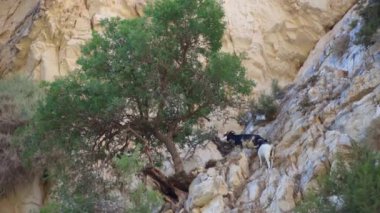 Loven-toynaklı memeli. Hayvanın Latince adı kelimenin tam anlamıyla kaya keçisi demek. Kayalık bölgelerde yaşar, etraflarında dolaşmaya uyum sağlar..