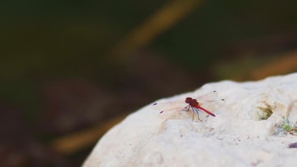 Dragonfly odonata . 야생의 잠자리를 잡아먹는 일 — 비디오