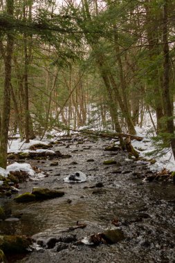 Ormanın ortasında, karla kaplı nehrin arka planı bulanık..