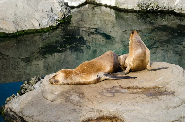 Deux lions de mer sur un rocher par l'eau — Photo