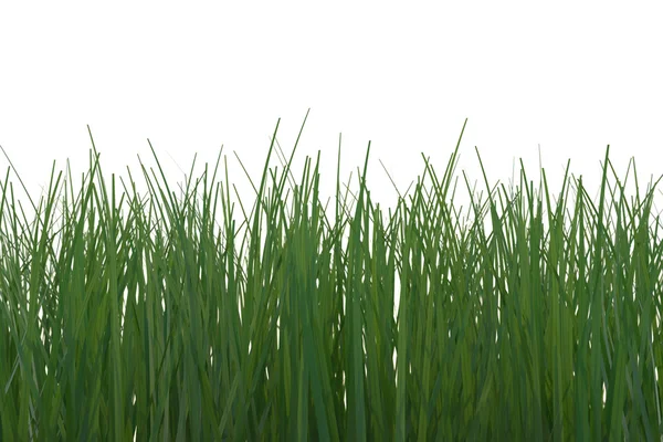 Wild Grass — Stock Photo, Image