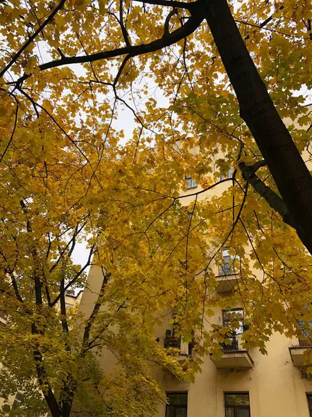 Belas Árvores Com Folhagem Outono — Fotografia de Stock