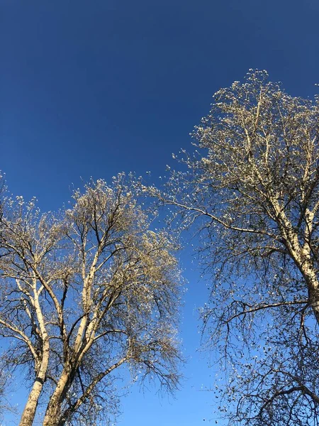 Beautiful Trees Blue Sky Background — Stock Photo, Image