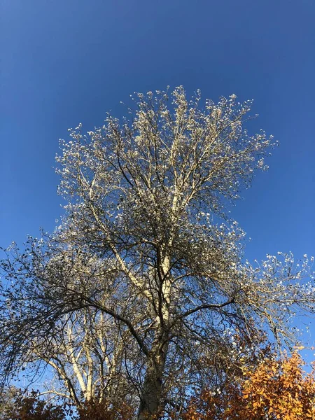 Piękne Drzewa Tle Błękitnego Nieba — Zdjęcie stockowe
