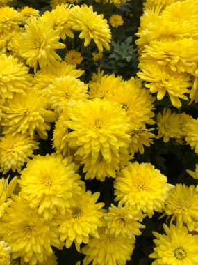 Güzel sarı kasımpatılar bahçede