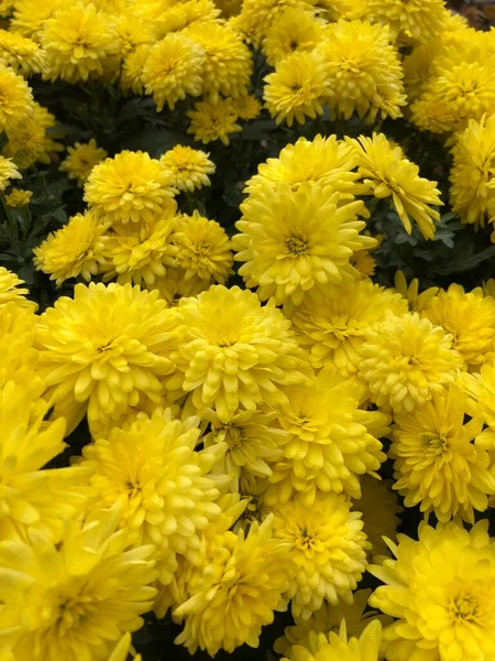 Piękne Żółte Chryzantemy Ogrodzie — Zdjęcie stockowe