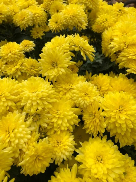 Красиві Жовті Хризантеми Саду — стокове фото
