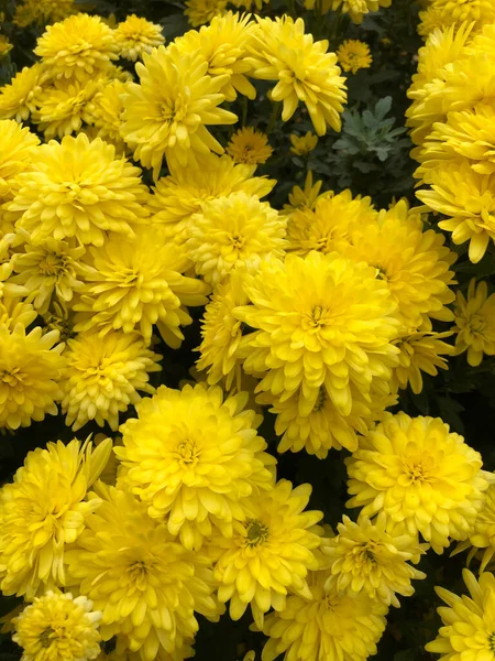 花园里美丽的黄菊花 — 图库照片