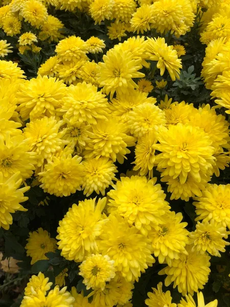 Belos Crisântemos Amarelos Jardim — Fotografia de Stock