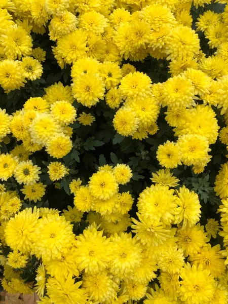 Schöne Gelbe Chrysanthemen Garten — Stockfoto