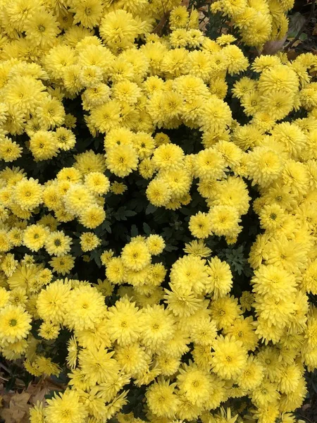 Beautiful Yellow Chrysanthemums Garden — Stock Photo, Image