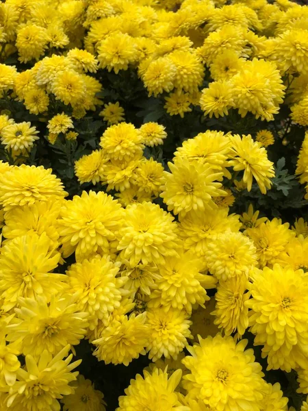 Piękne Żółte Chryzantemy Ogrodzie — Zdjęcie stockowe