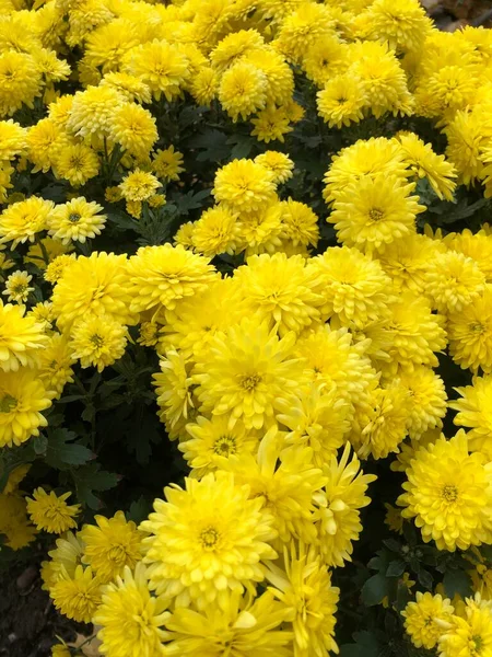Bellissimi Crisantemi Gialli Giardino — Foto Stock
