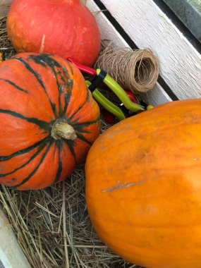 piyasada olgun kabak