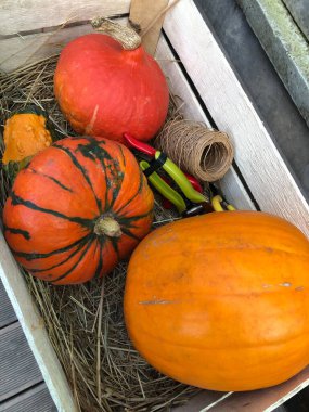 piyasada olgun kabak