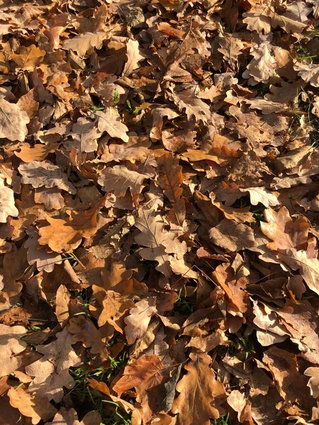 Feuillage Automne Dans Parc — Photo