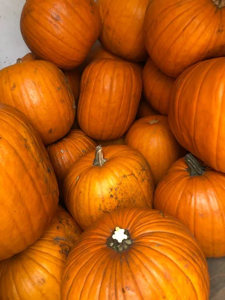 Modne Græskar Til Halloween - Stock-foto