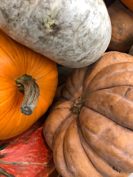 Modne Græskar Til Halloween - Stock-foto