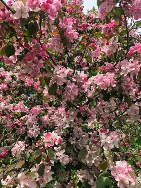 Piękne Kwiaty Jabłoni — Zdjęcie stockowe