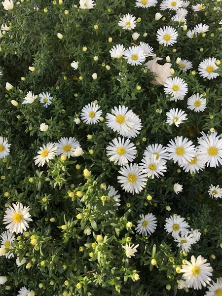 공원에서 데이지 — 스톡 사진