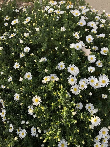 Belles Marguerites Dans Parc — Photo