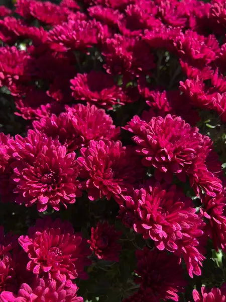 Schöne Lila Chrysanthemen Garten — Stockfoto