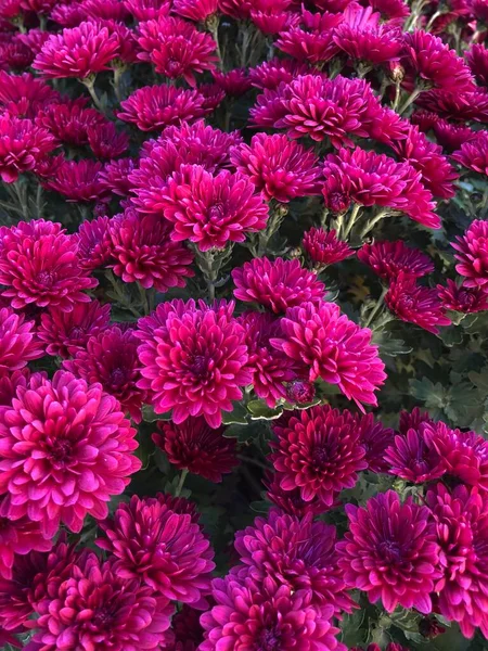 Beaux Chrysanthèmes Violets Dans Jardin — Photo