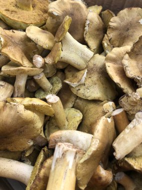 Piyasada taze tereyağlı mantar.