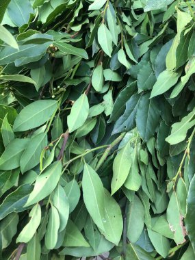 Bir dalda taze defne yaprağı