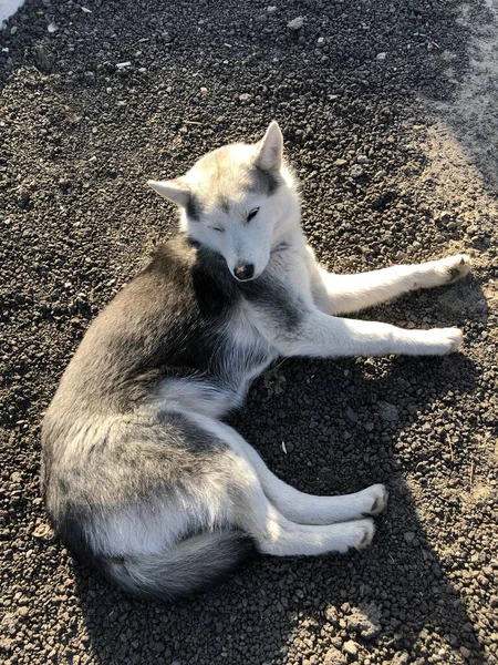 通りに美しい灰色の犬 — ストック写真