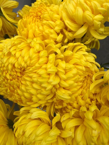 Belas Flores Amarelas Parque — Fotografia de Stock