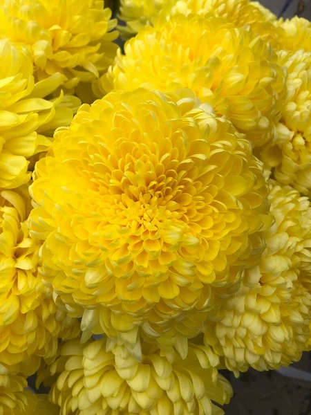 Gyönyörű Sárga Virágok Parkban — Stock Fotó