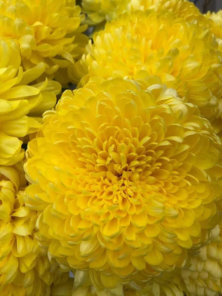 Красивые Желтые Цветы Парке — стоковое фото
